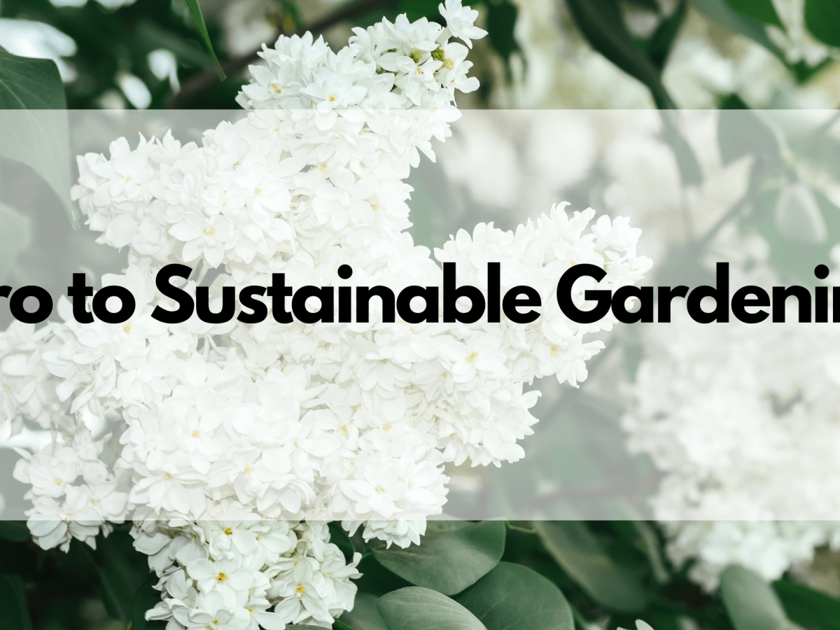 Intro to Sustainable&nbsp;Gardening
